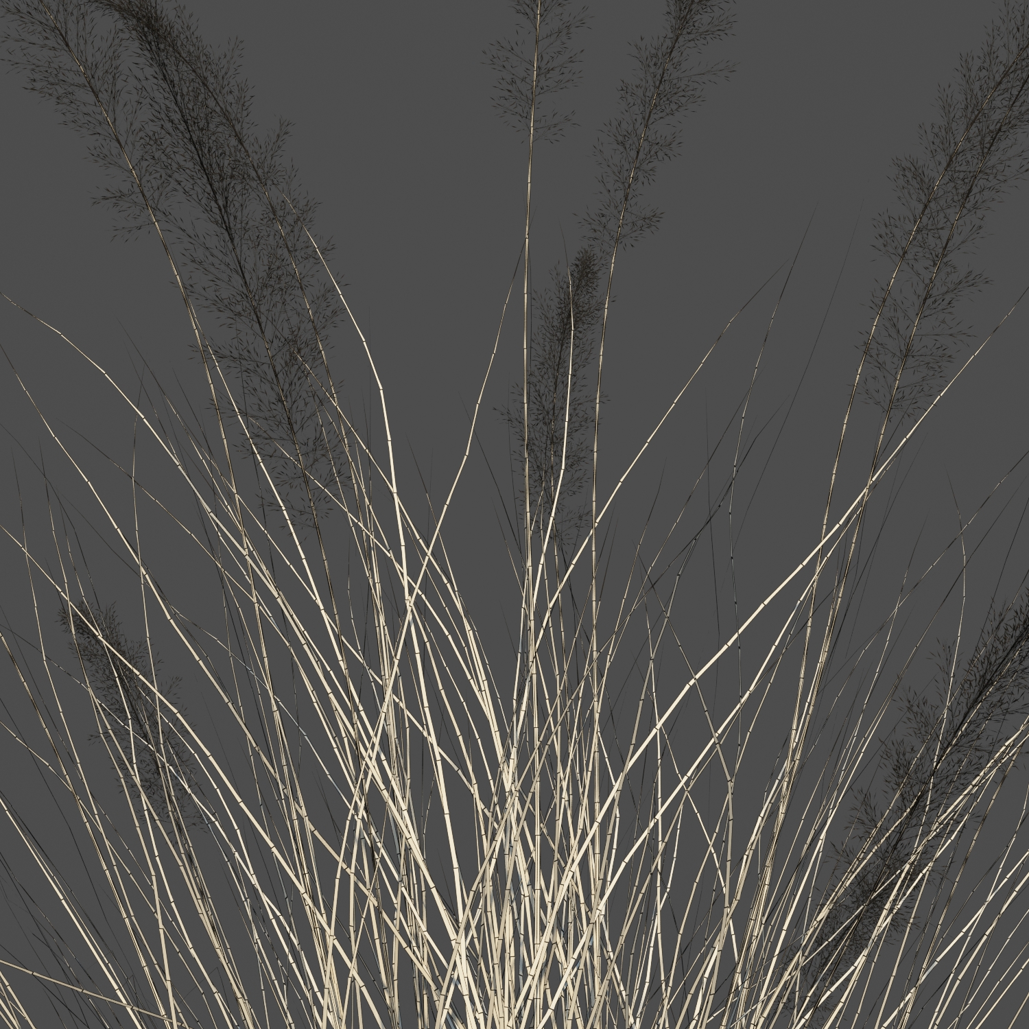 Pink Flamingo Muhly Grass 2 by parinyax | 3DOcean